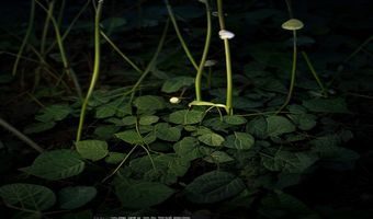 害羞草叶片在夜晚自然合拢进入睡眠状态，昏黄灯光下叶柄下垂，展现植物昼夜节律的神奇现象