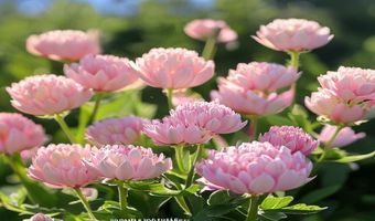 害羞草粉色绒球状花序在夏日阳光下盛开，花朵细腻柔软，绿色叶片与粉色花序形成鲜明色彩对比